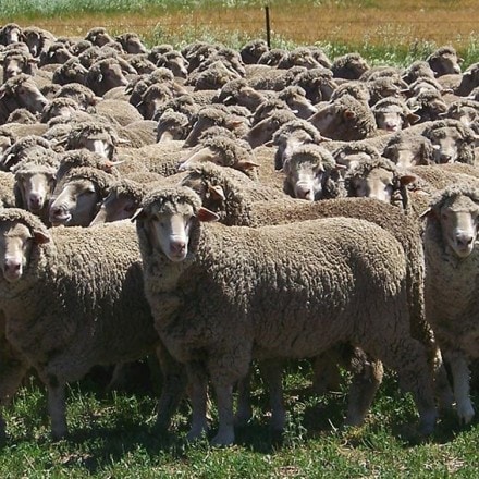 Bundilla Merino Rams