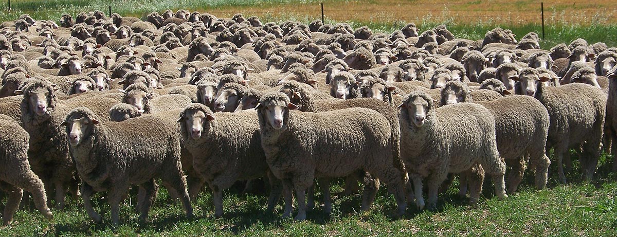 Bundilla Merino Rams