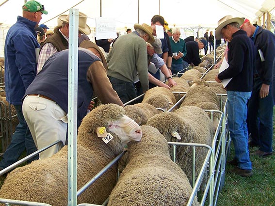 Merino Ram Sale