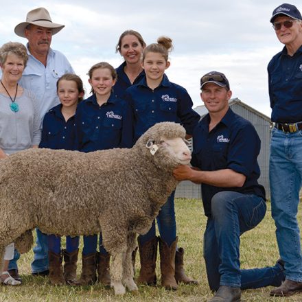 2017 Bundilla Poll Merino Ram Sale - Top Price Ram
