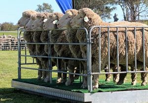 Bundilla Poll Merino Open Day