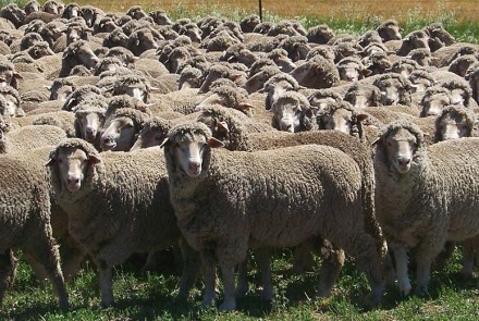 Bundilla Merino Rams