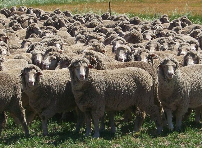 Bundilla-Merino-Rams-1 Bundilla Merino Rams