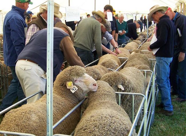 Merino-Ram-Sale-slider