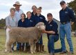 2017 Bundilla Poll Merino Ram Sale - Top Price Ram