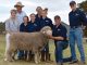 2017 Bundilla Poll Merino Ram Sale - Top Price Ram