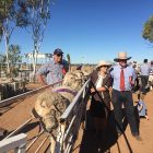 Rick Judging Longreach QLD Ewe Comp