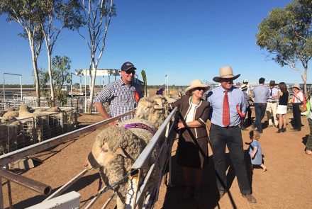 Rick Judging Longreach QLD Ewe Comp