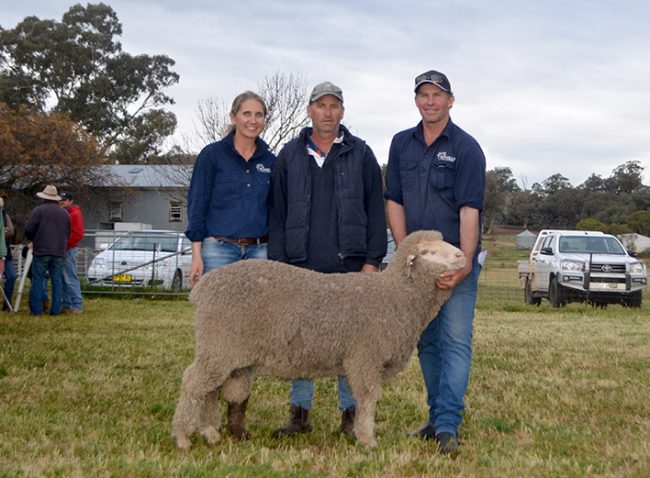 Bundilla Poll Merino Stud - 2018 Top Price Ram