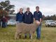 Bundilla Poll Merino Stud - 2018 Top Price Ram